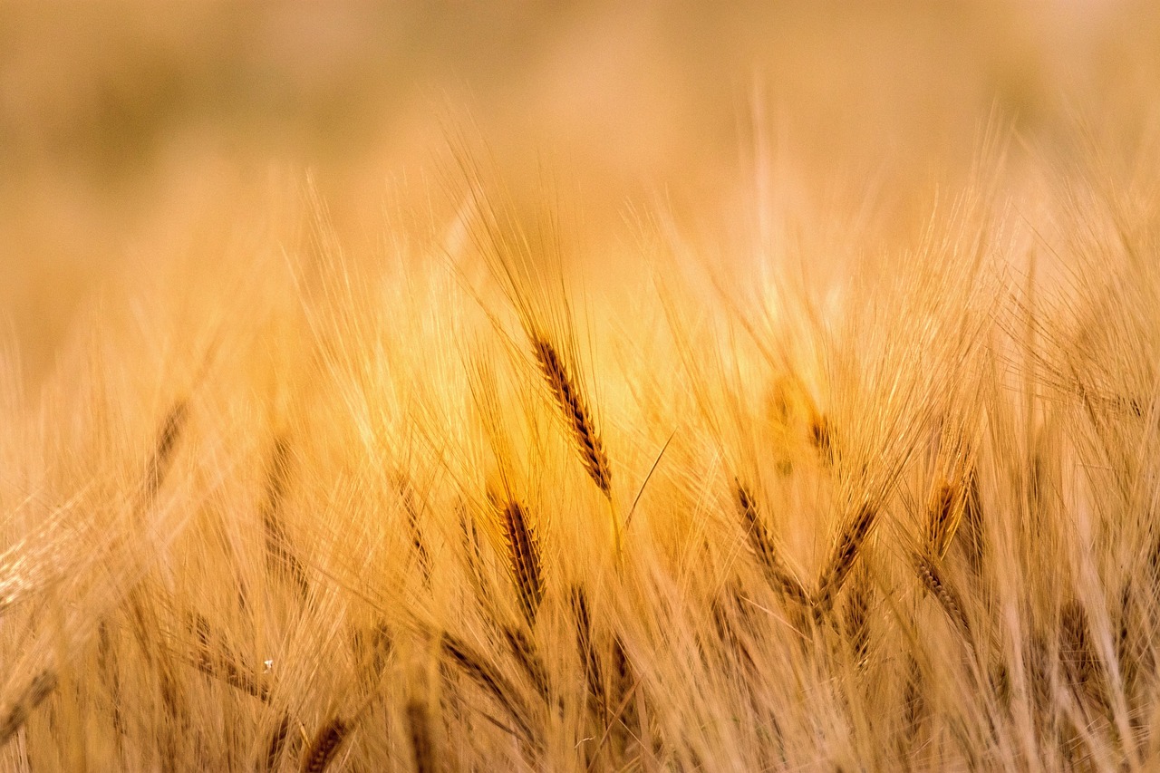12 maiores produtores de alimentos do mundo: Veja quem alimenta o planeta