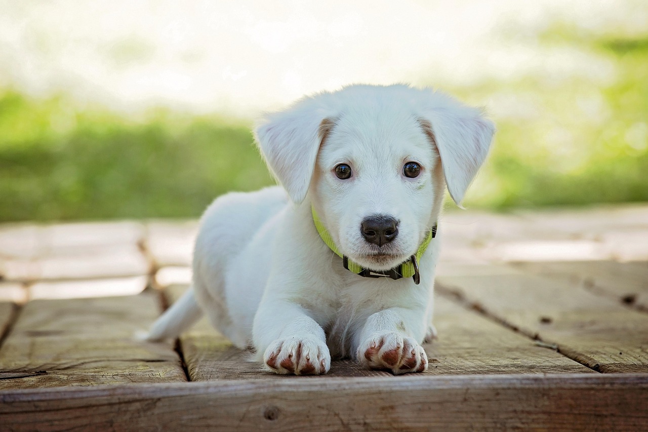 35 nomes criativos para clínica veterinária que encantam