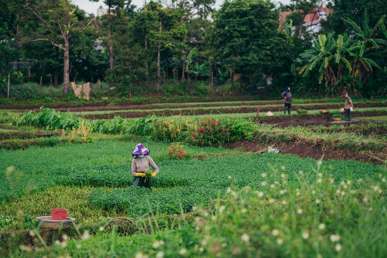 Agricultor mostra o surpreendente lucro de 1 hectare de plantação