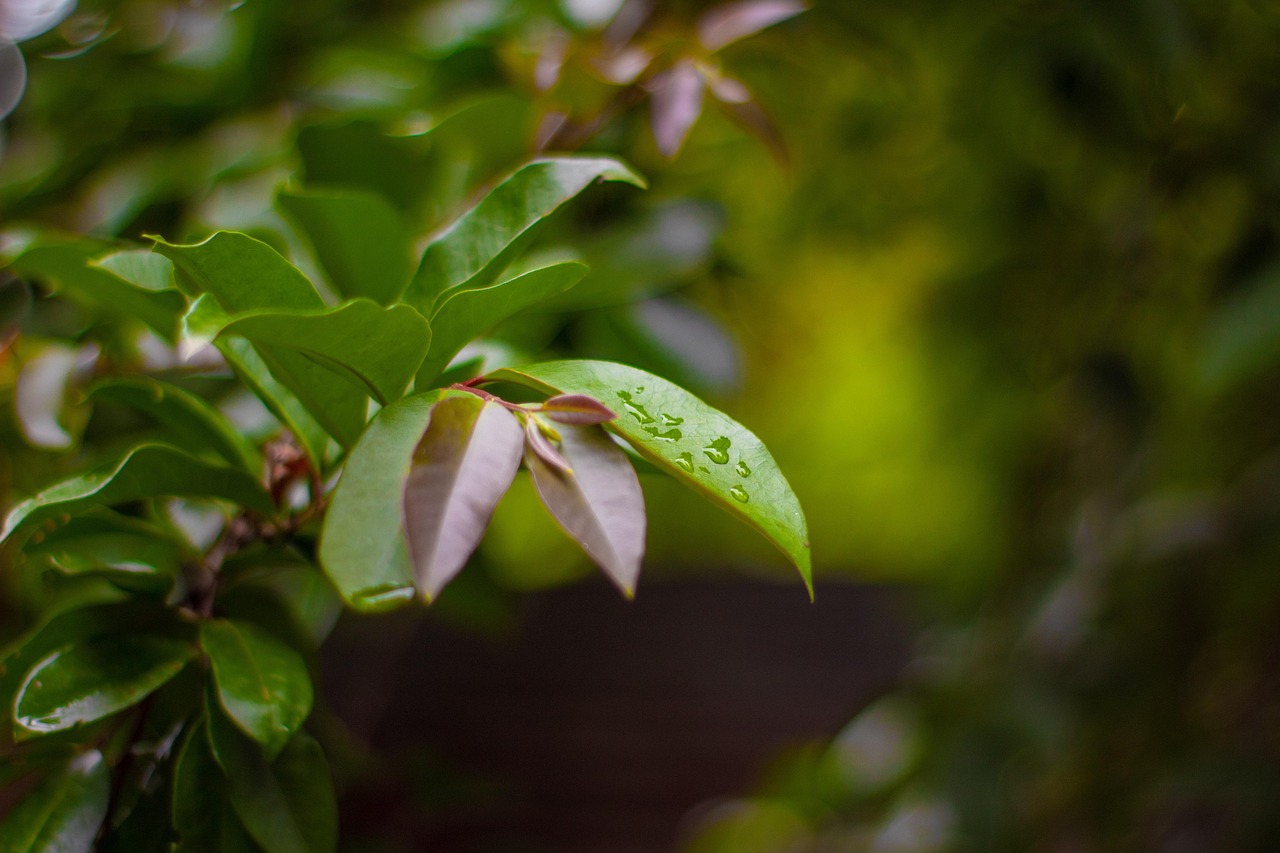 ISO 14000: o que é e como aplicar na sua empresa