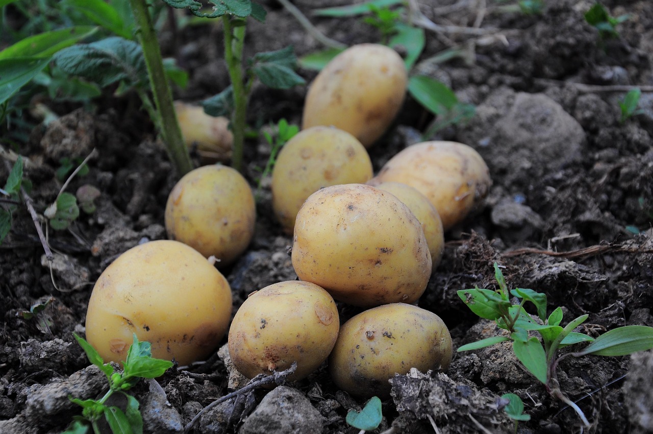 Maiores produtores de batata do Brasil: conheça os gigantes do setor