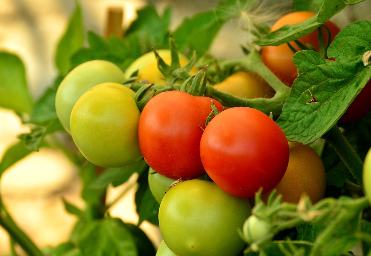 Marca Tomate é brasileira? Descubra a origem da empresa