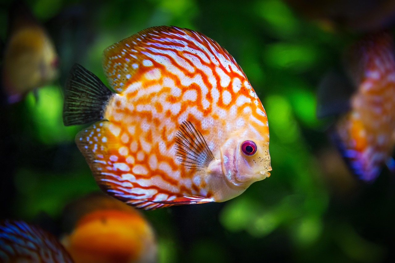 Peixes ornamentais: 6 fornecedores para começar a revender ainda hoje