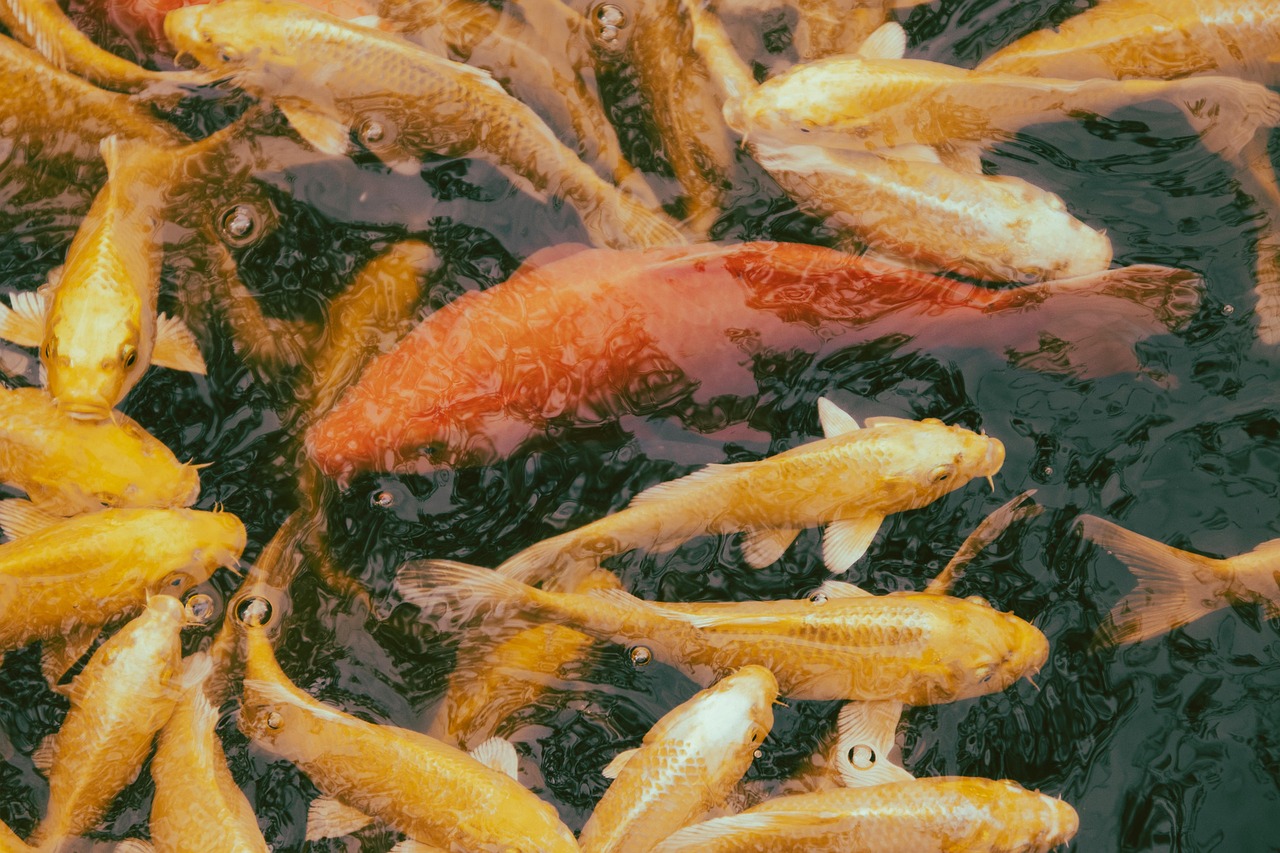 41 ideias de nomes para peixaria que inspiram confiança e vendem mais