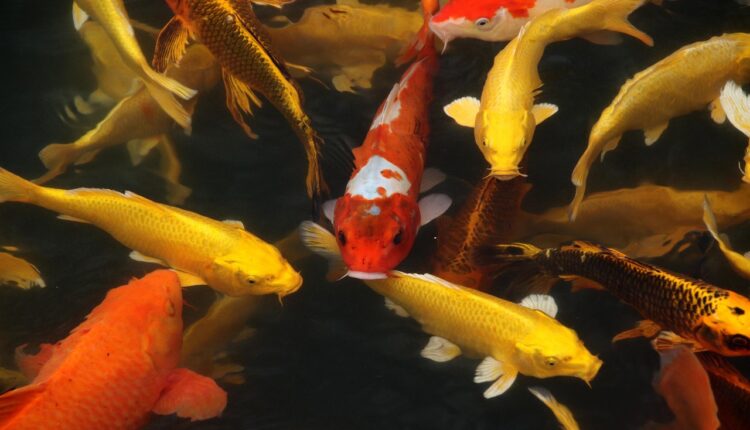 41 ideias de nomes para peixaria que inspiram confiança e vendem mais