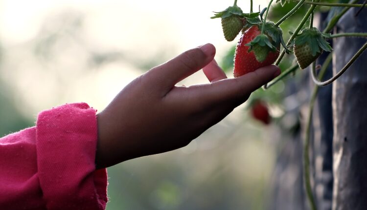 Estufa de morango dá lucro? Veja os custos e o retorno possível