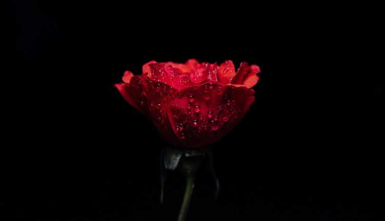 16 frases para vender no Dia das Mães com emoção e criatividade