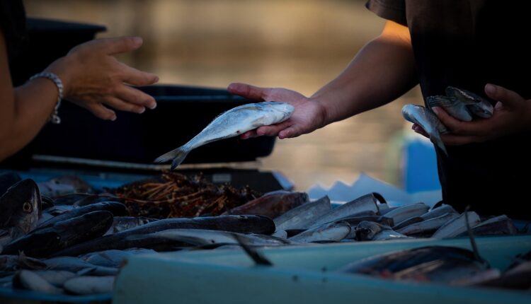 15 frases criativas para vender peixe e atrair mais clientes