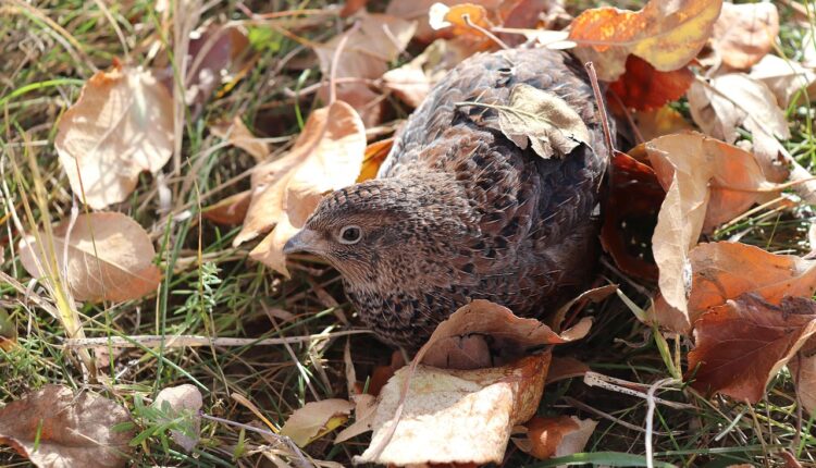 Como criar codornas poedeiras? Veja 9 dicas práticas para lucrar