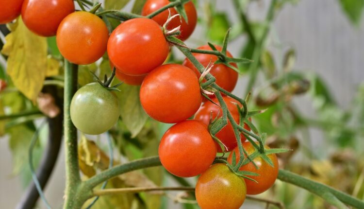 Marca Tomate é brasileira? Descubra a origem da empresa