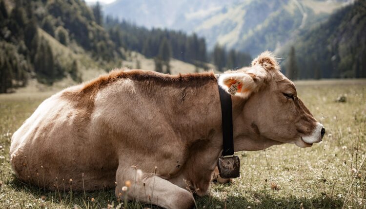 Os 5 maiores frigoríficos do Brasil: Conheça os gigantes da carne