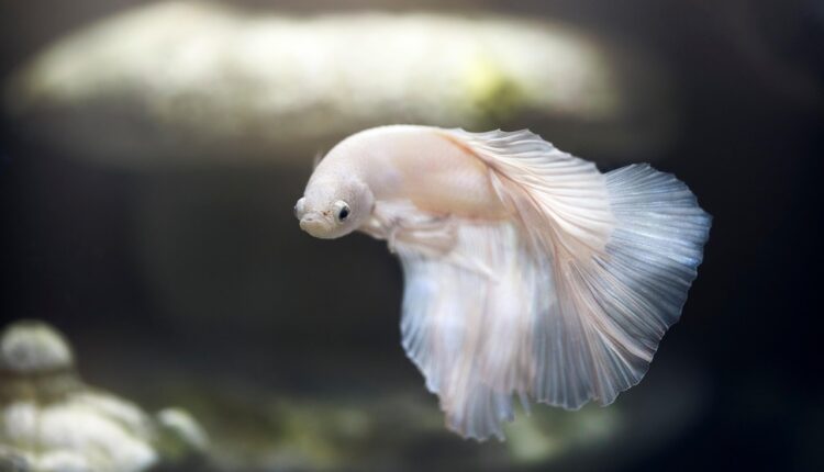 Peixes ornamentais: 6 fornecedores para começar a revender ainda hoje