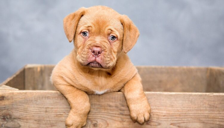 Ração para pet shop: 10 fornecedores confiáveis para revenda