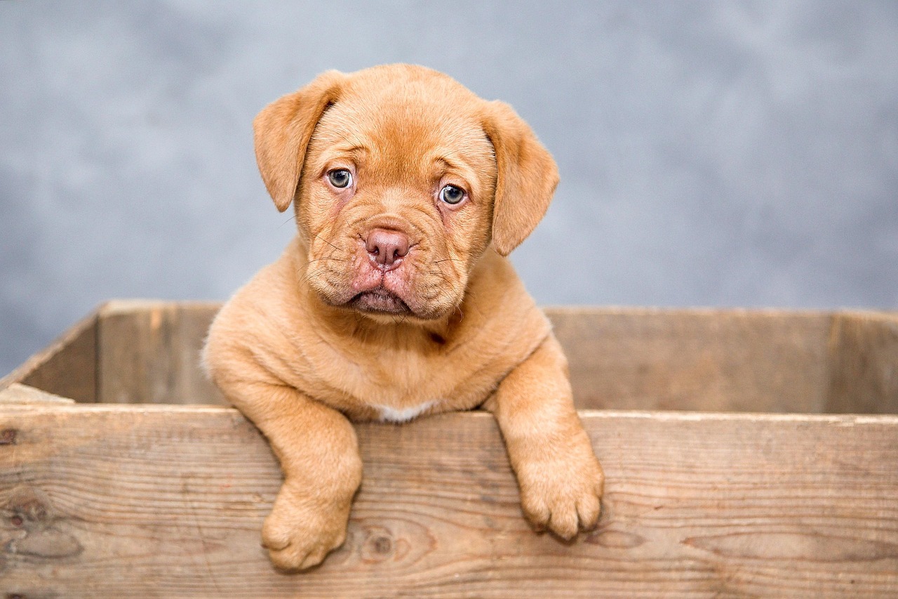 Ração para pet shop: 10 fornecedores confiáveis para revenda