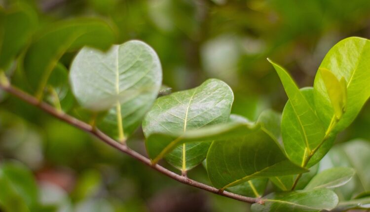 ISO 14000: o que é e como aplicar na sua empresa