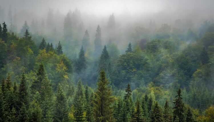 Progresso no combate às mudanças climáticas: avanços e desafios